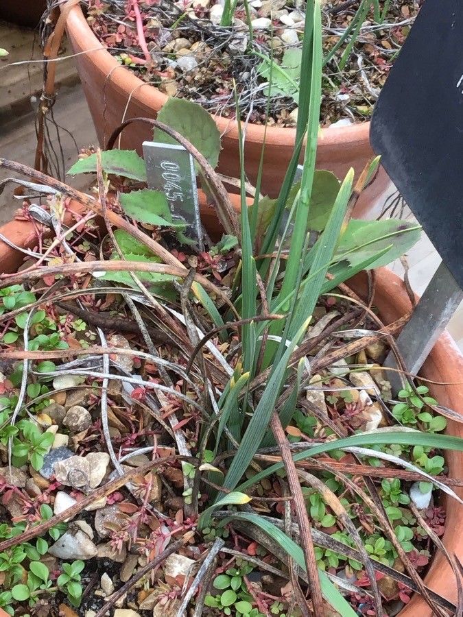 Iris sintenisii — search result for 'Iris'