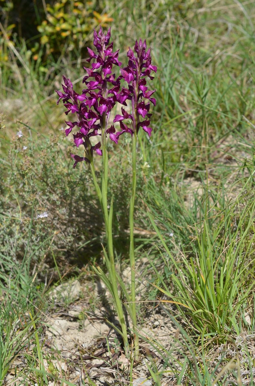 Anacamptis × menosii — search result for 'Anacamptis'