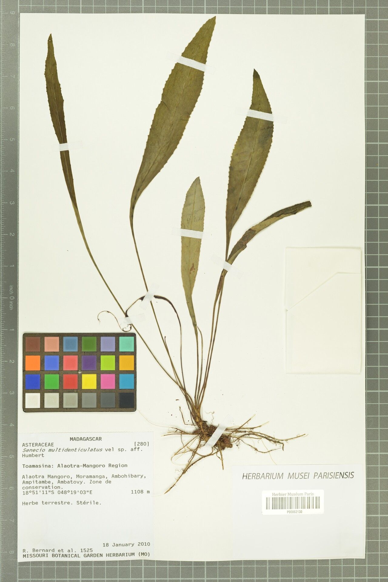 Senecio multidenticulatus — houseplant care guide