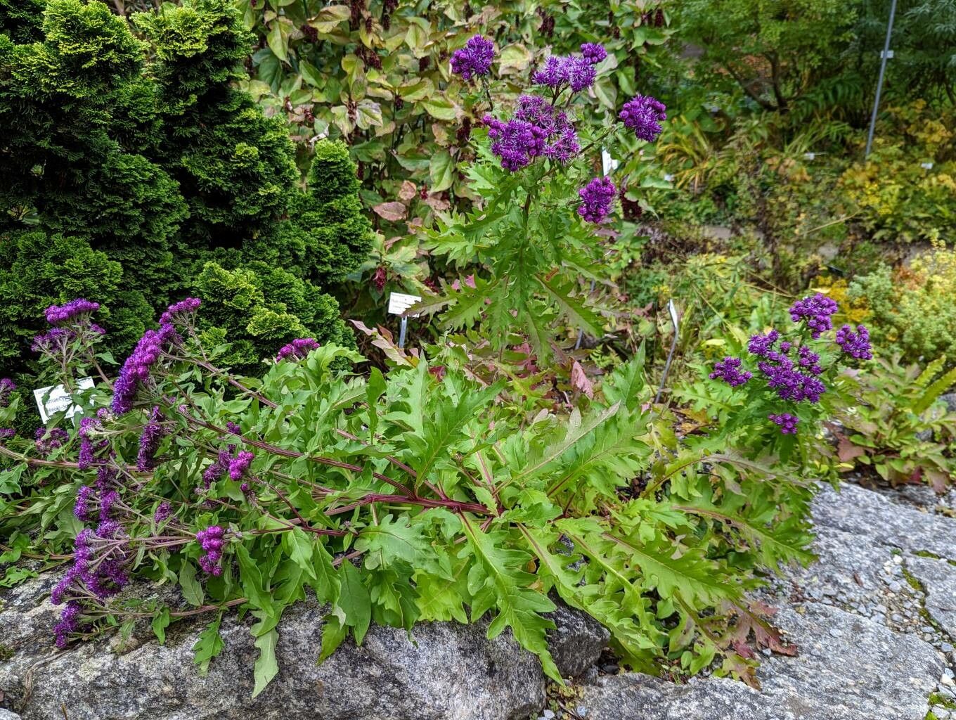 Saussurea pulchella habit