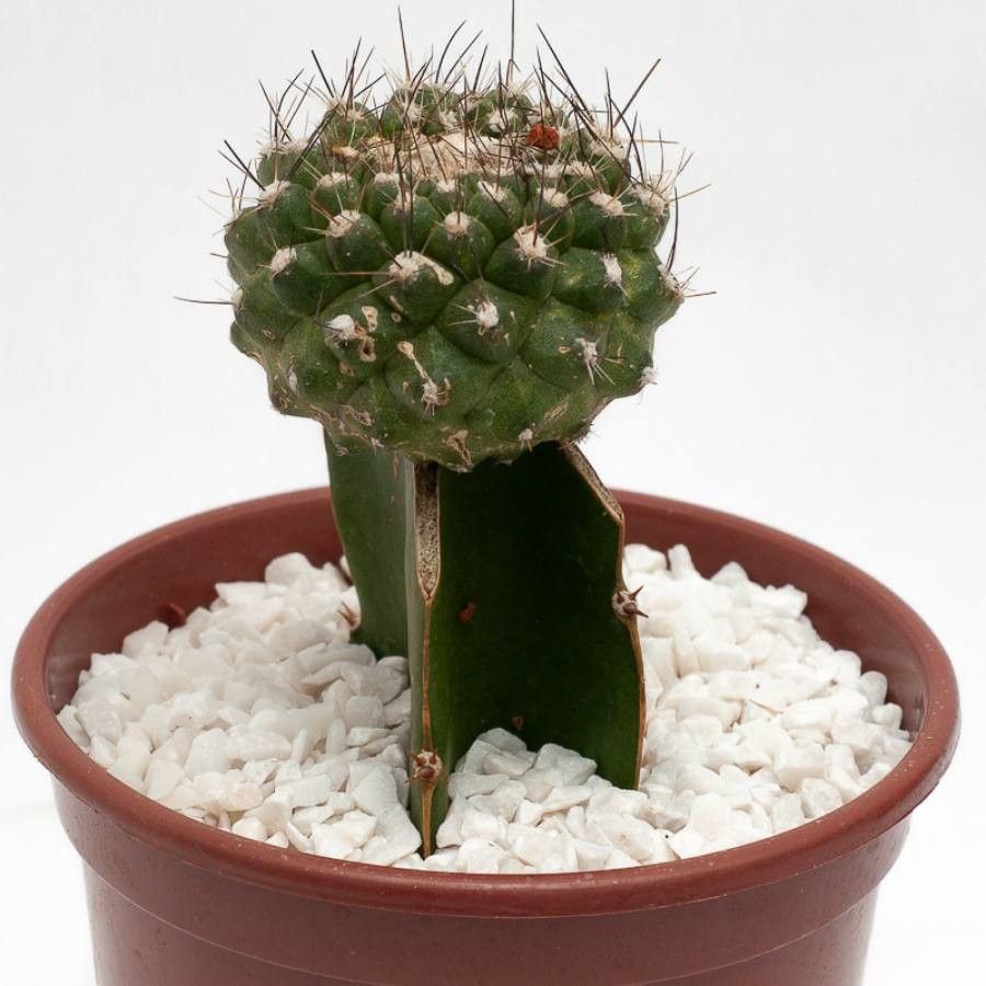 Copiapoa leonensis leaf