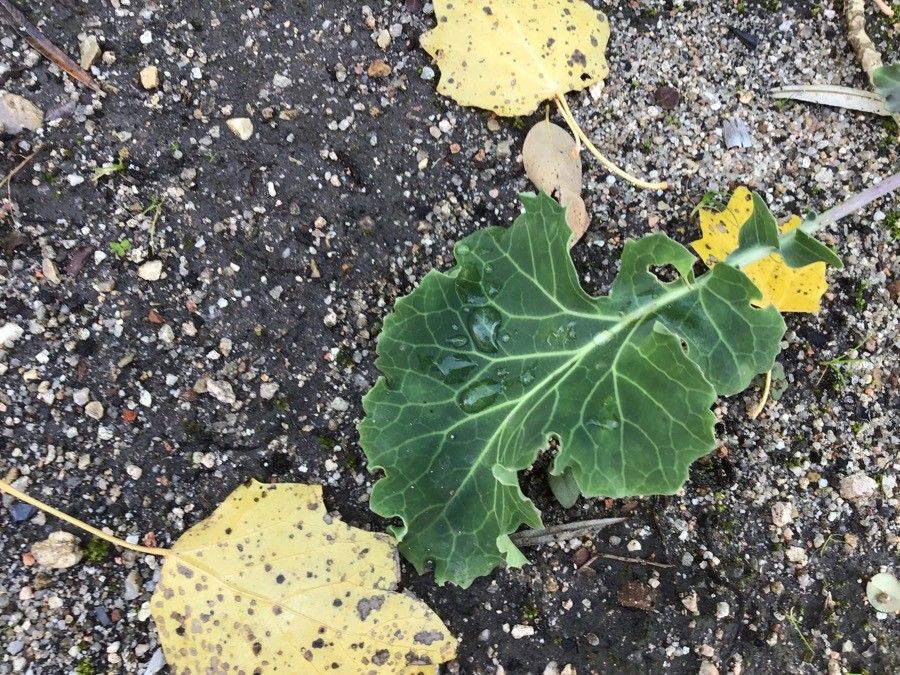 Brassica montana — search result for 'Brassica'