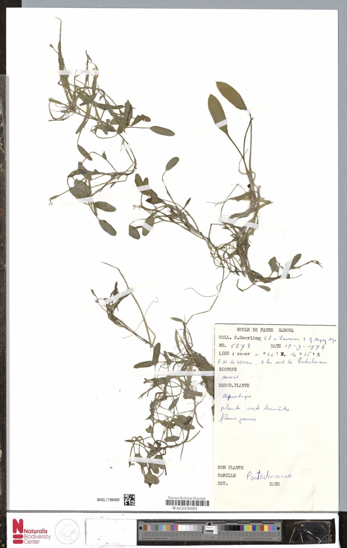 Heteranthera lutea — related species from the same genus