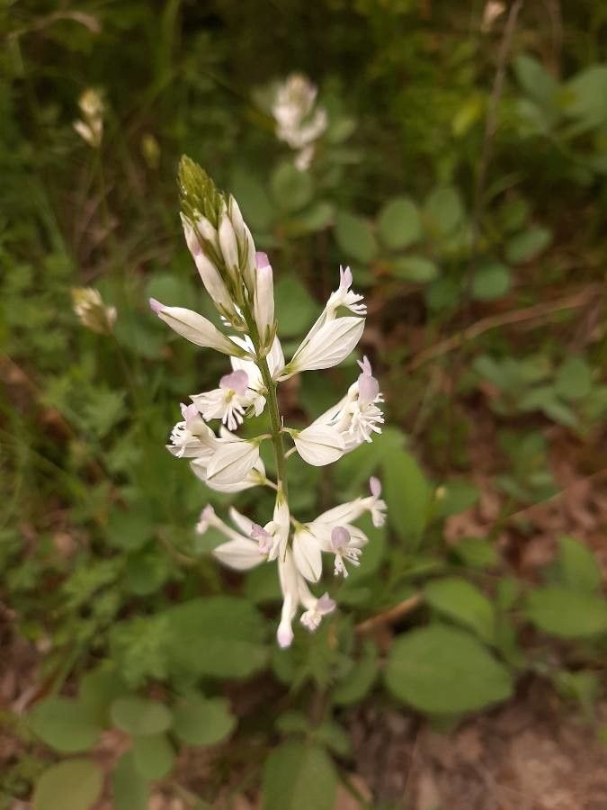 Polygala anatolica — search result for 'Polygala'