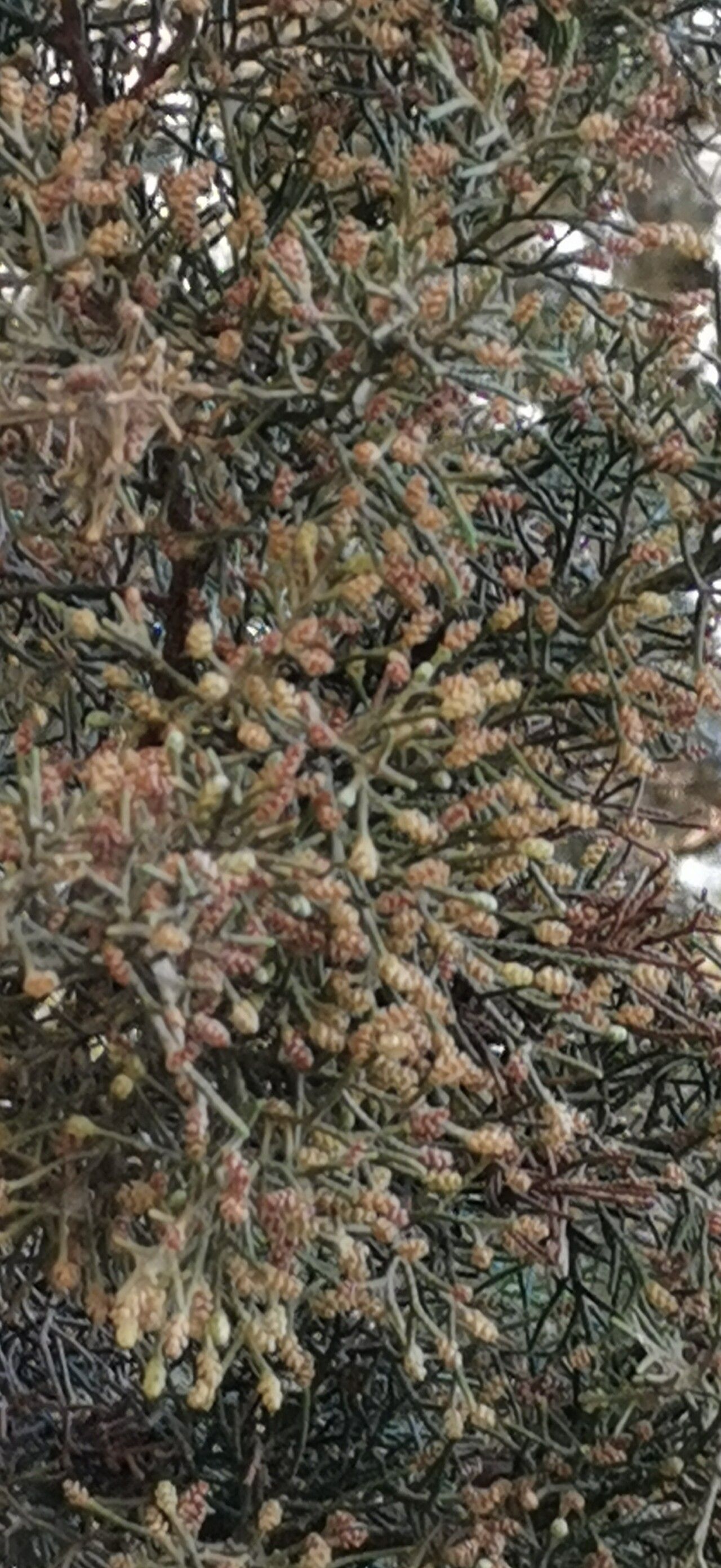 Juniperus canariensis flower