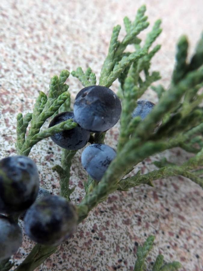 Juniperus thurifera leaf