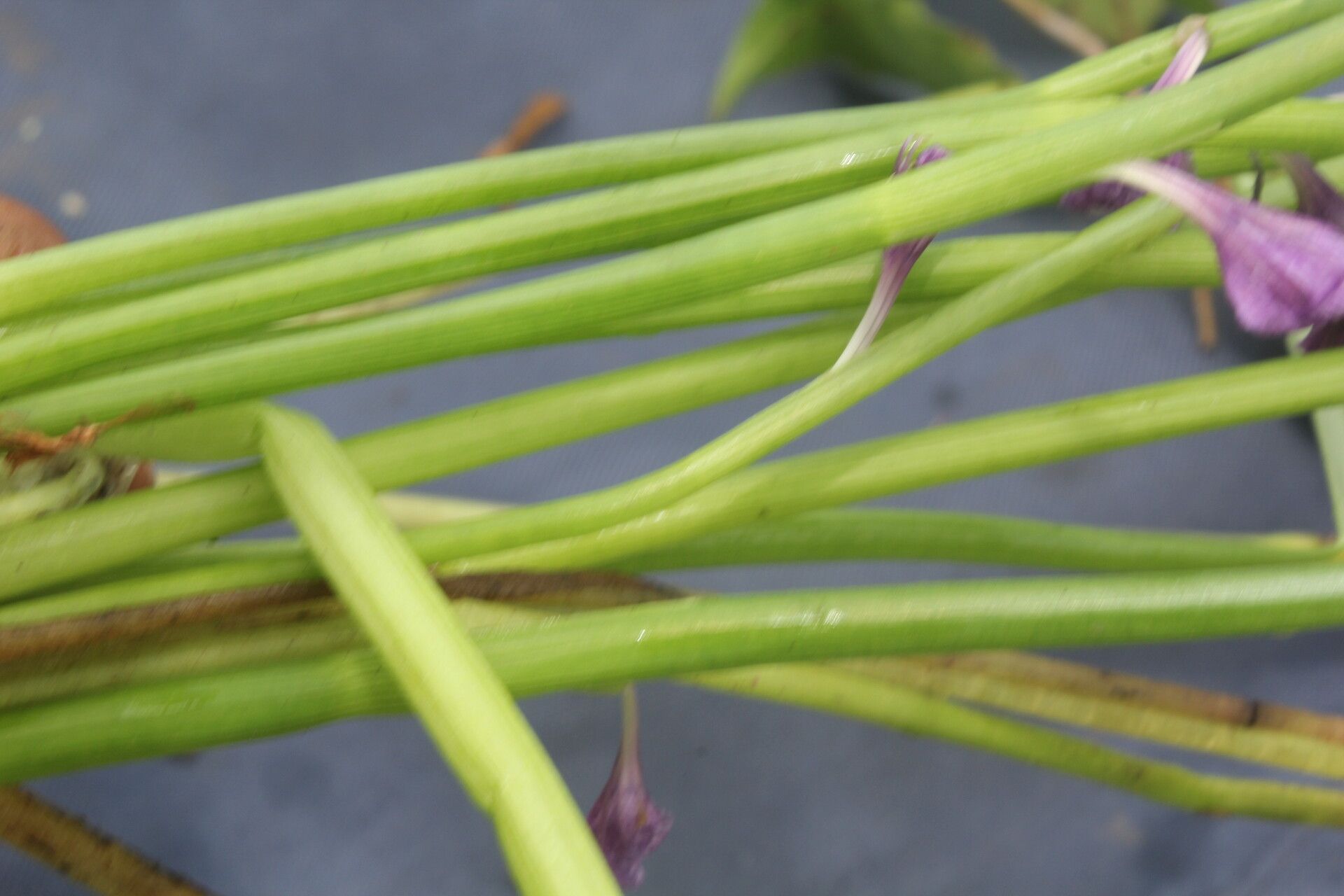 Pontederia paradoxa bark