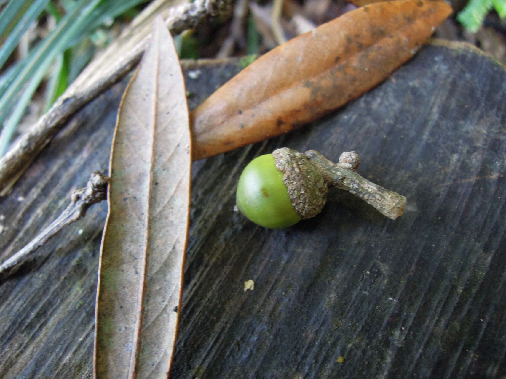 Lithocarpus dodonaeifolius — houseplant care guide