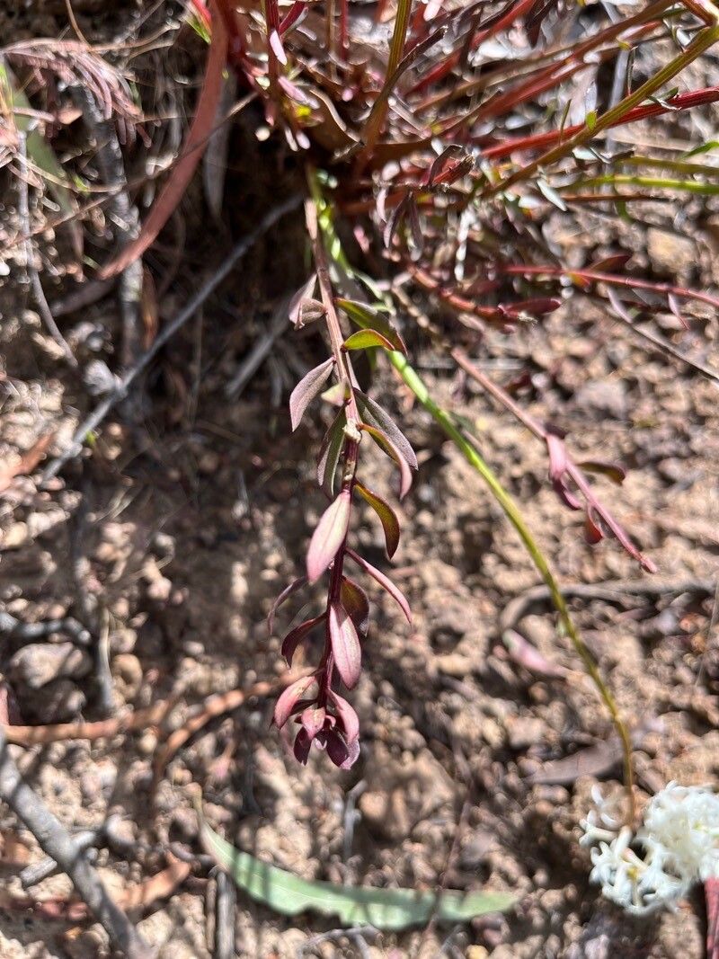 Stackhousia monogyna — related species from the same genus
