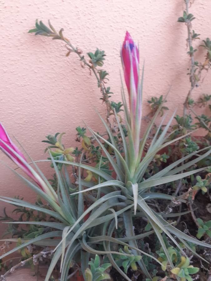 Tillandsia harrisii flower