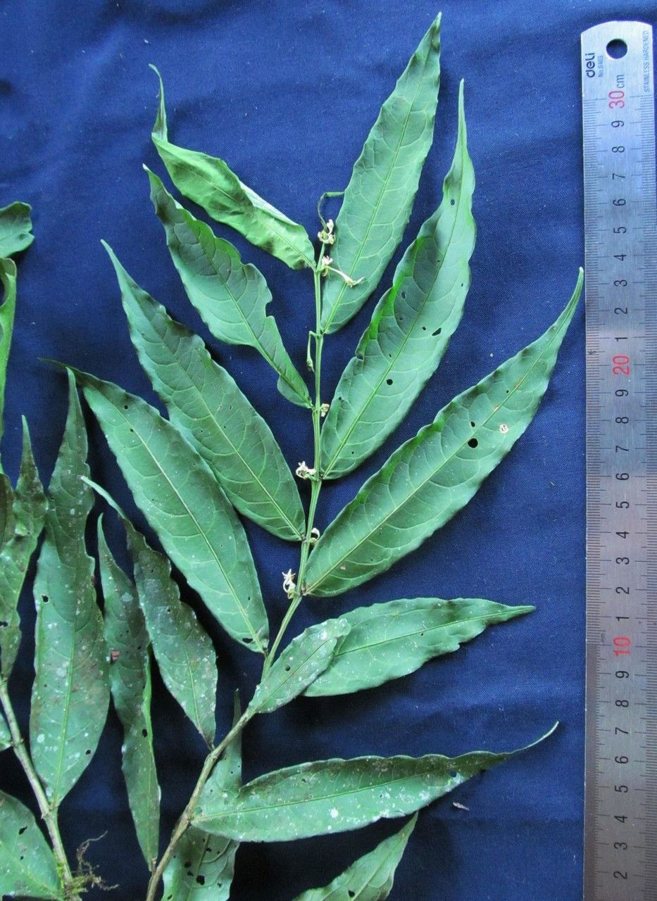 Solanum roblense other