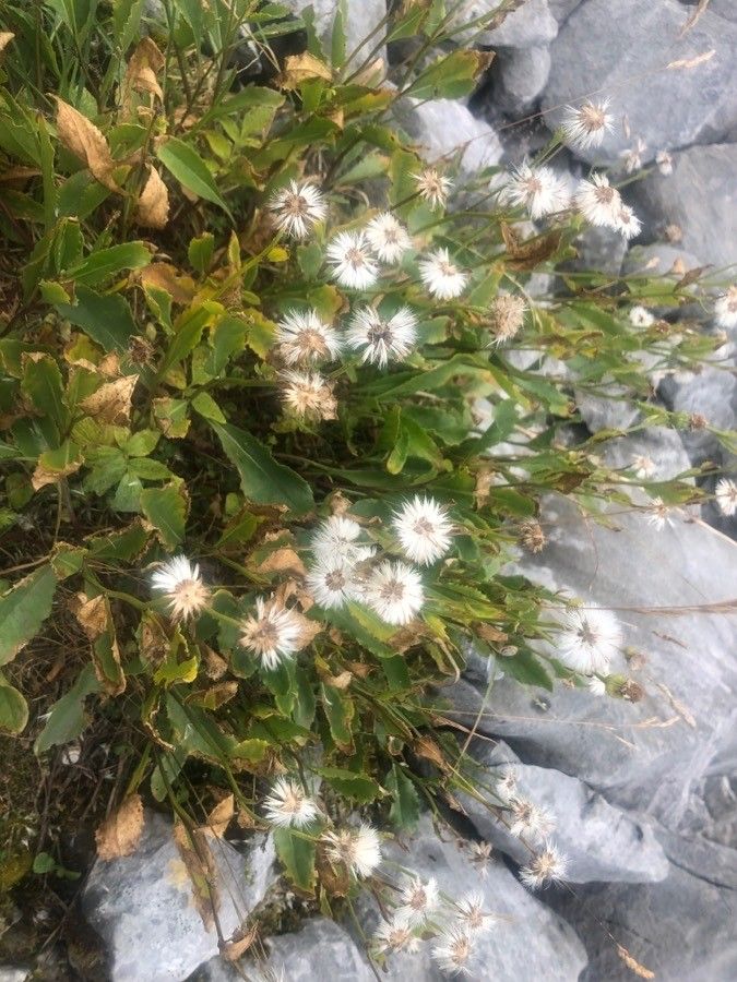 Hieracium amplexicaule flower