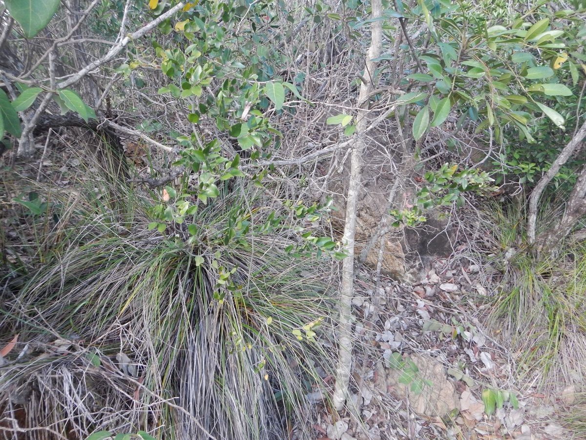 Ventilago buxoides habit
