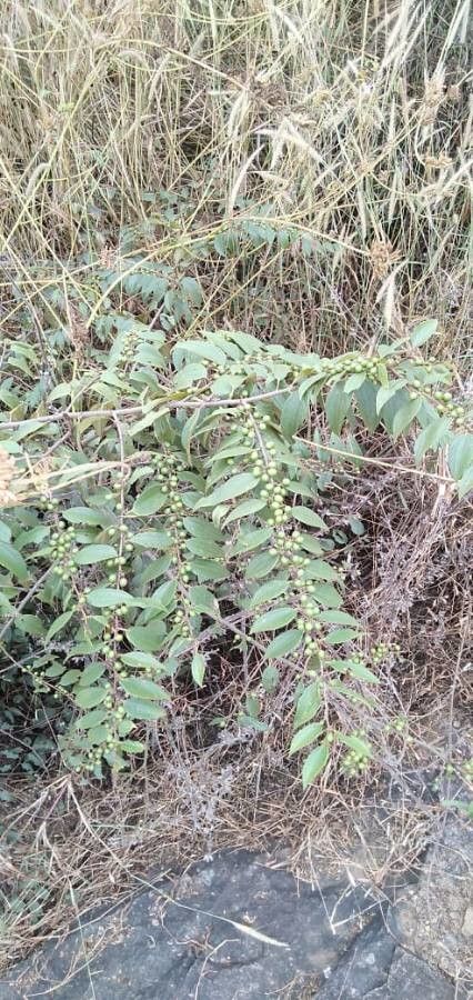 Ziziphus oenopolia fruit