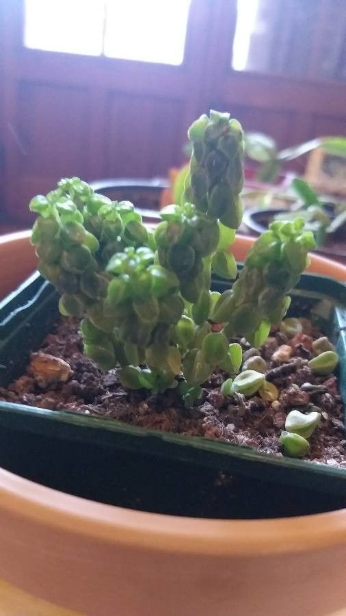 Peperomia columella — loam houseplant