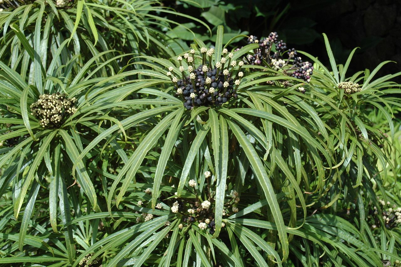 Osmoxylon lineare — search result for 'Philippines'