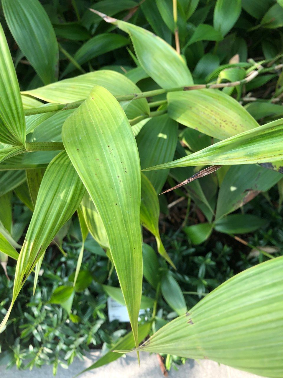 Sobralia macrantha cv. 'Alba' fruit