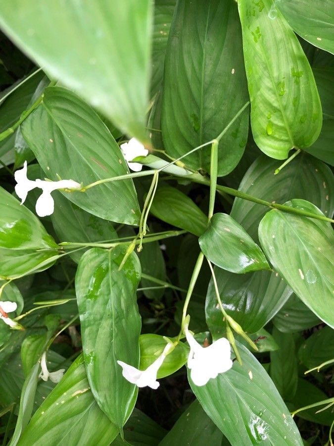 Maranta arundinacea