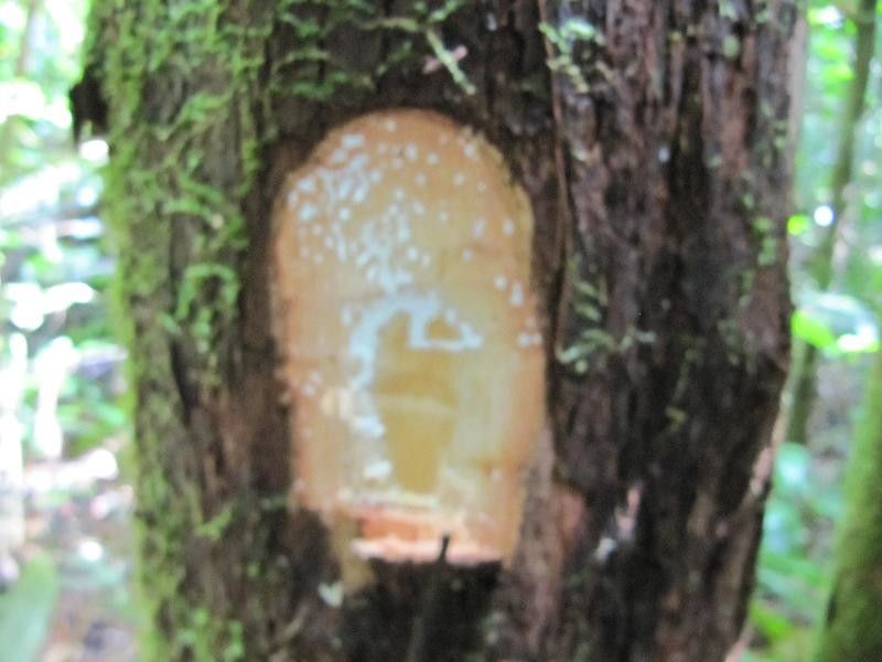 Pouteria rodriguesiana other