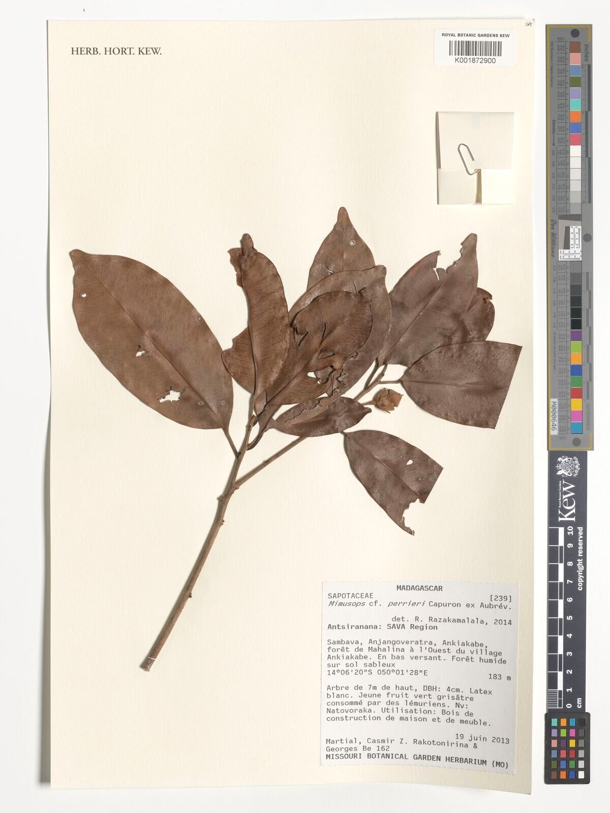 Mimusops perrieri — houseplant care guide