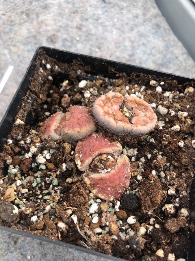 Lithops karasmontana leaf