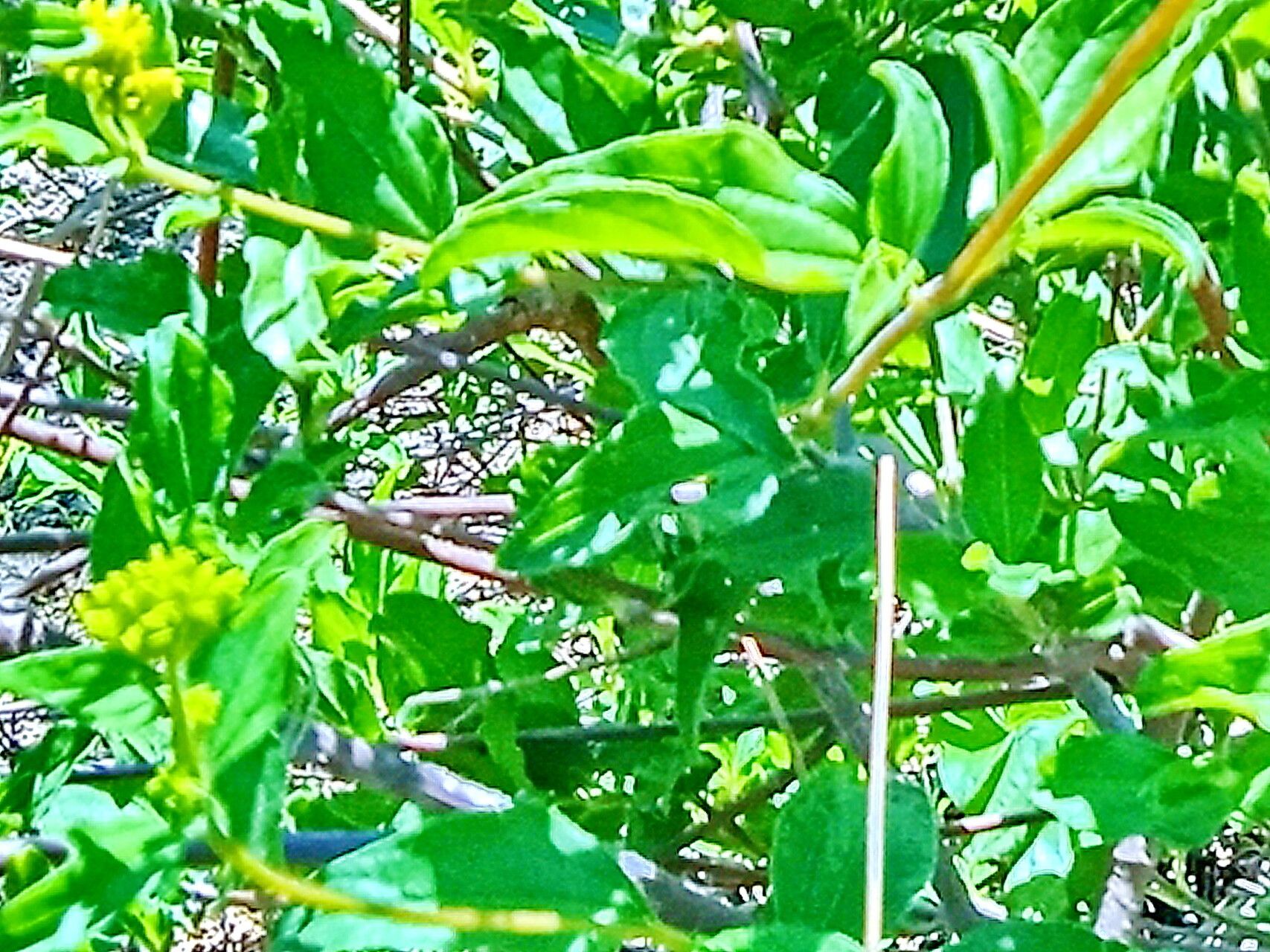 Aldama brandegeei — related species from the same genus