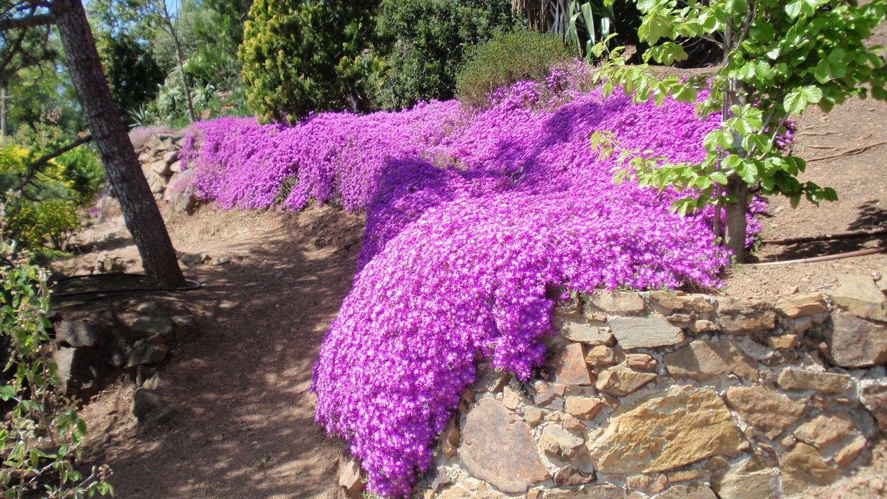 Drosanthemum floribundum flower