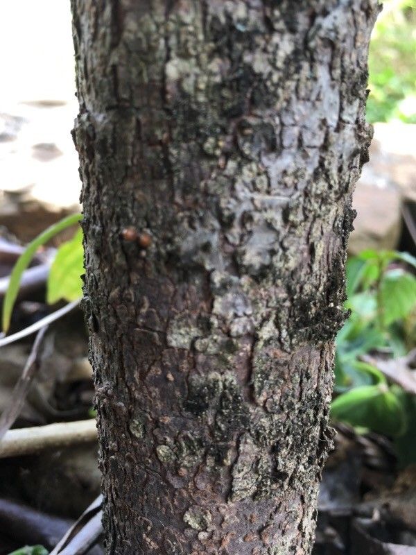 Ixora margaretae bark