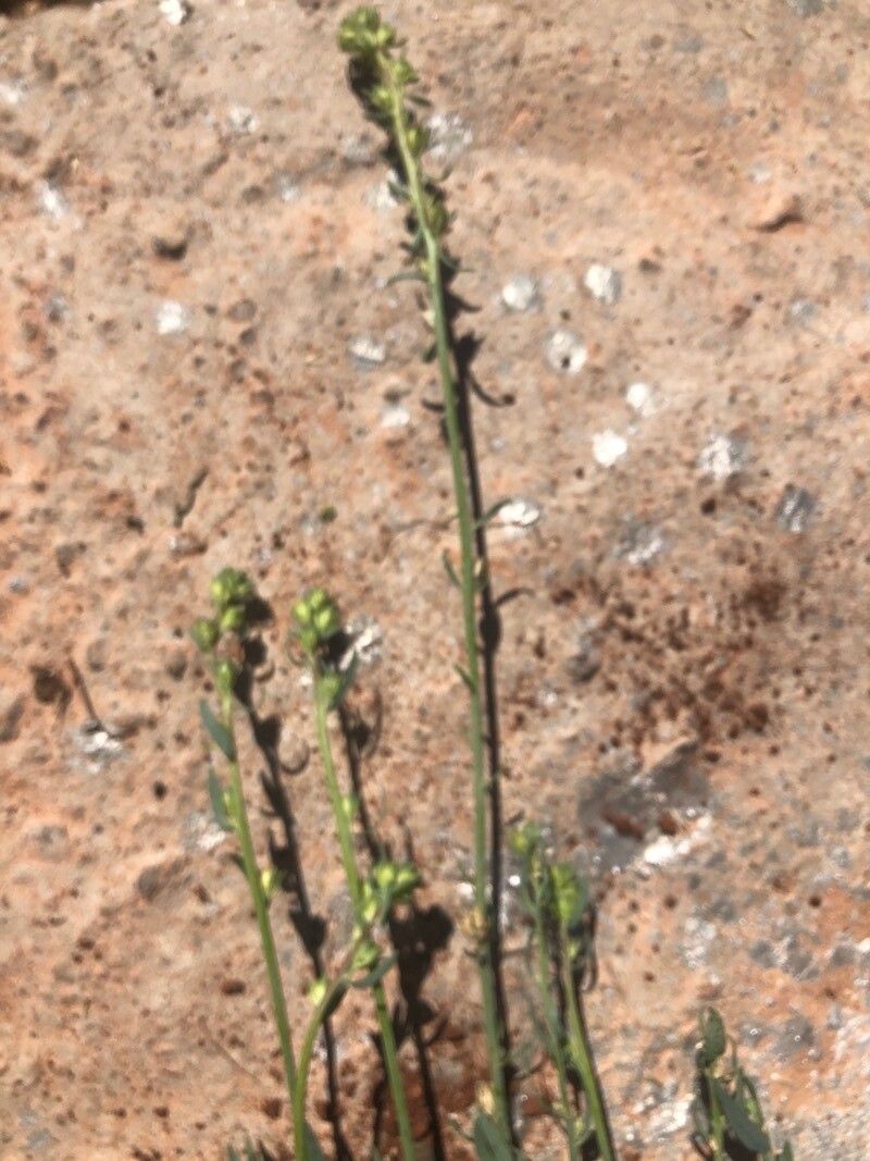 Anarrhinum fruticosum flower