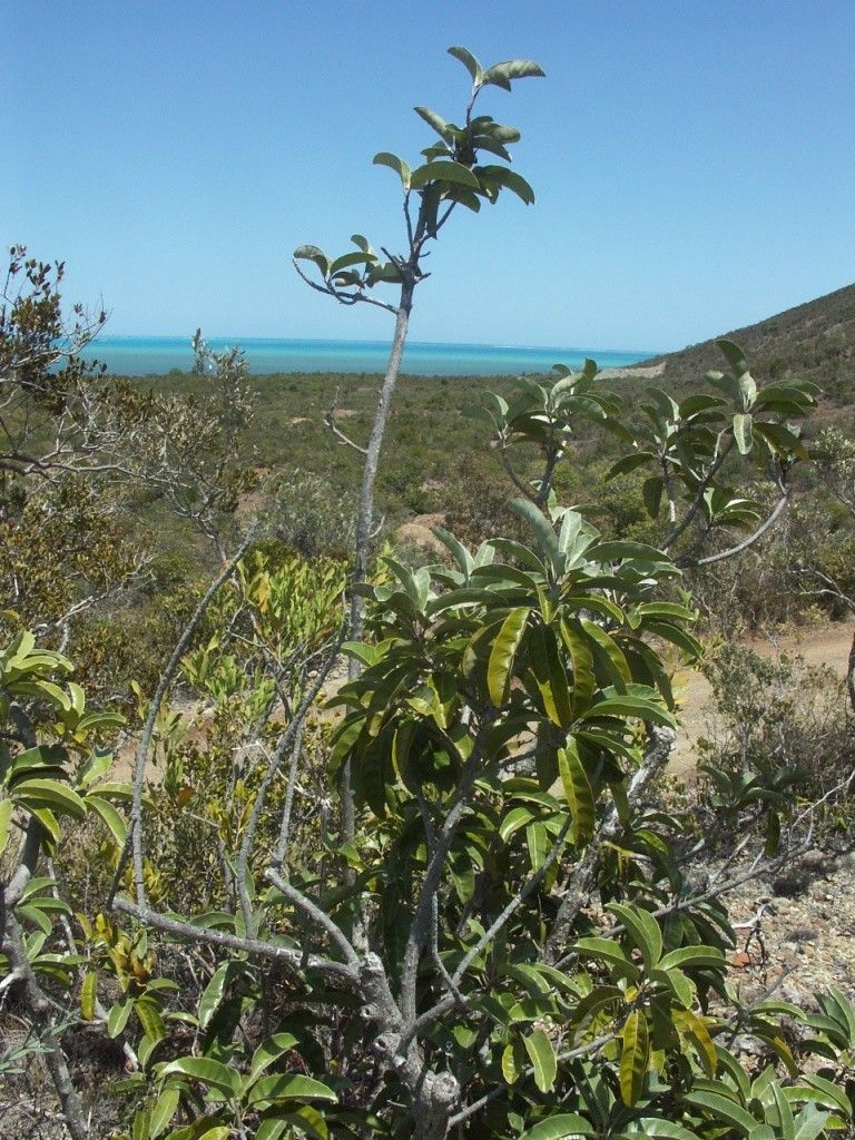 Pycnandra blanchonii habit