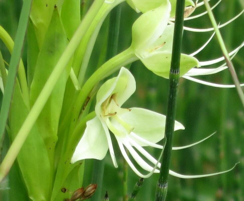 Habenaria gourlieana flower