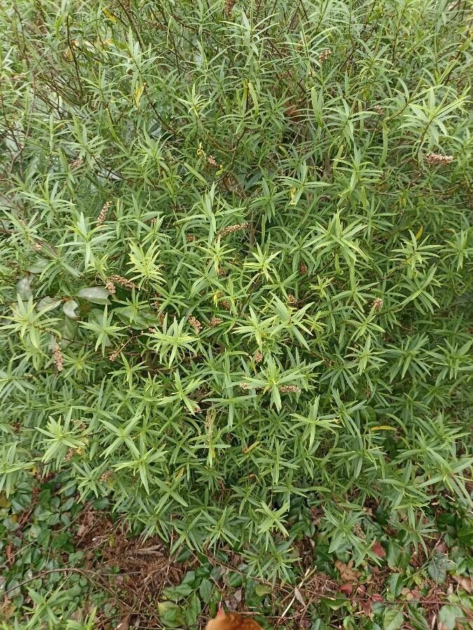 Homonoia riparia — houseplant care guide