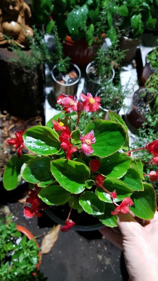 Begonia x semperflorens — search result for 'Begonia'