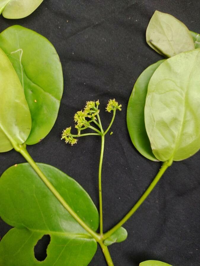 Guapira pernambucensis flower