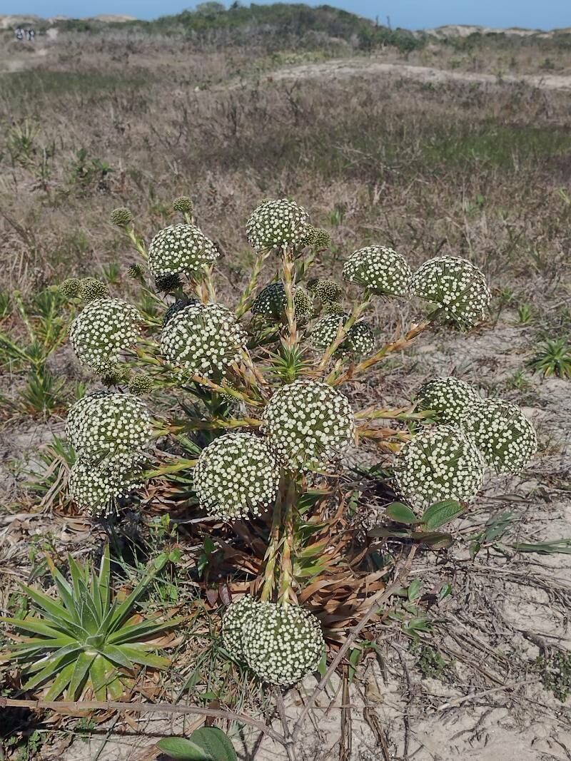 Paepalanthus chiquitensis — houseplant care guide