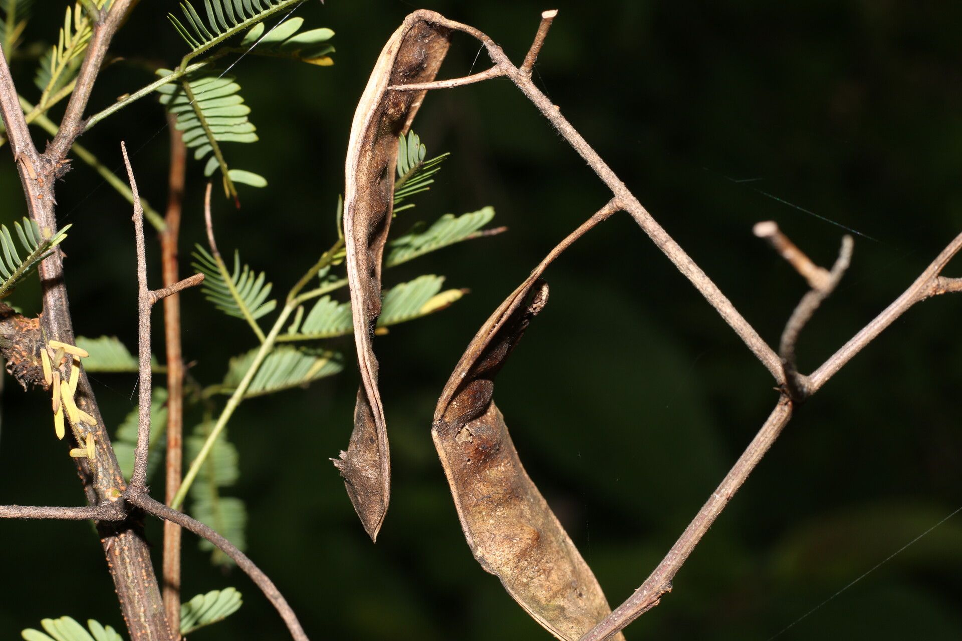 Piptadenia flava fruit