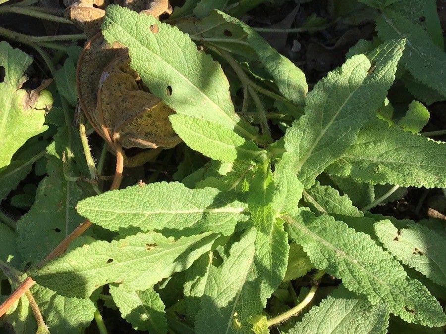 Salvia valentina — houseplant care guide