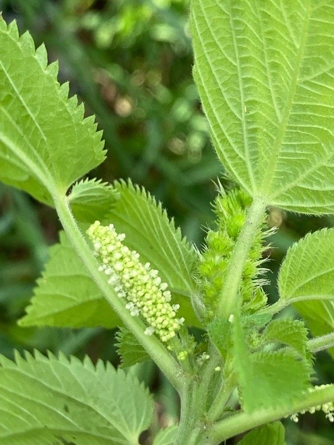 Acalypha setosa flower