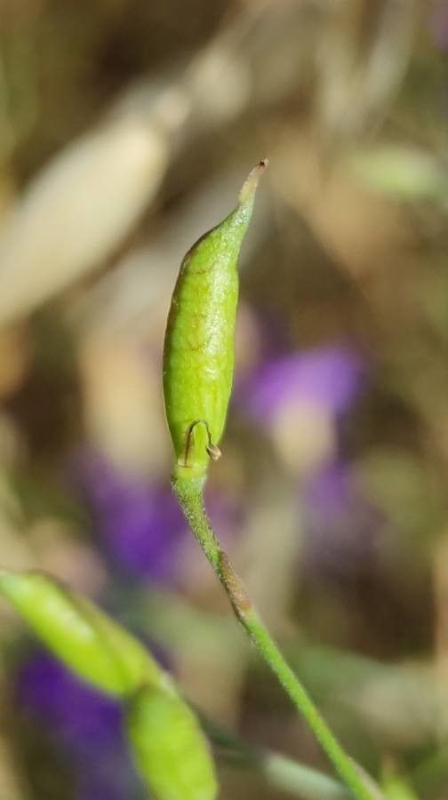 Delphinium consolida fruit