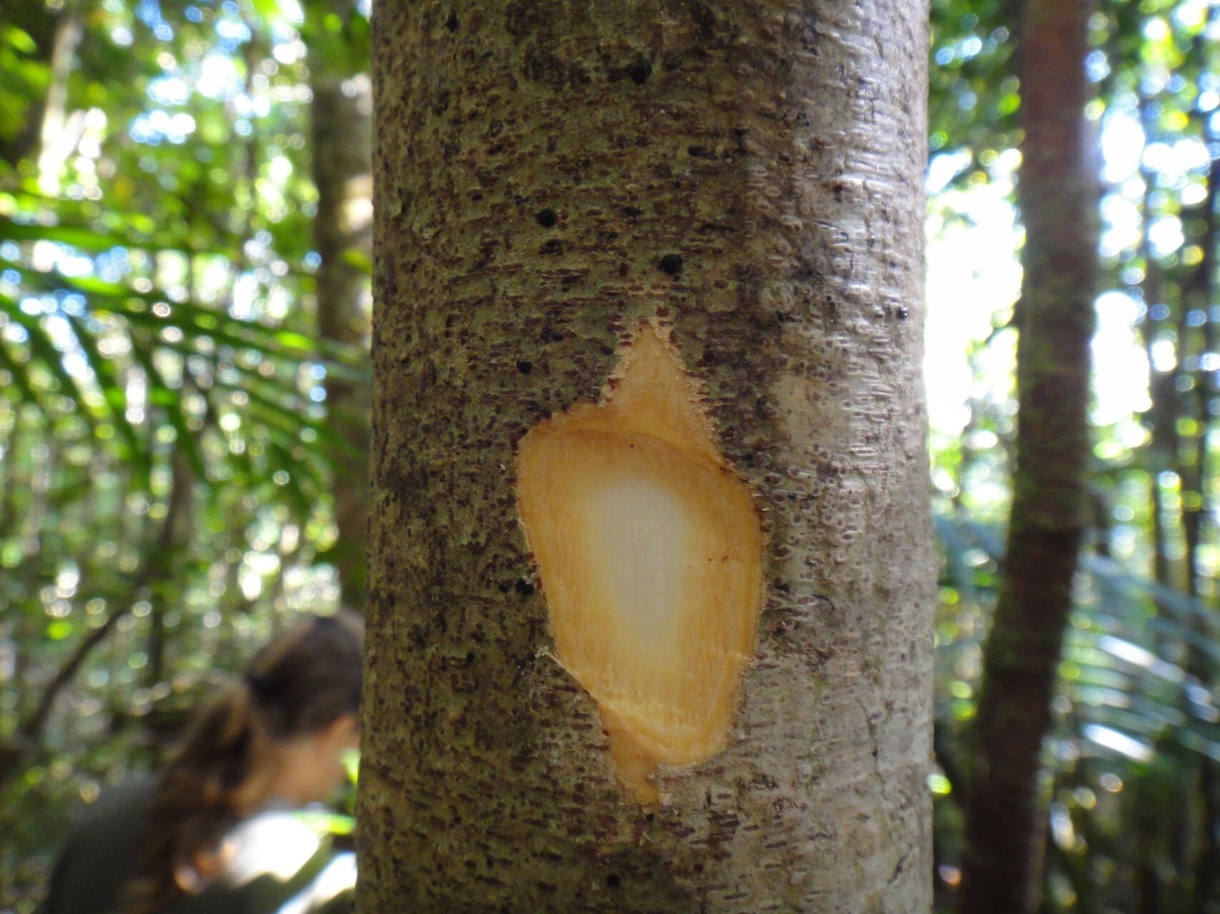 Harpullia austrocaledonica bark