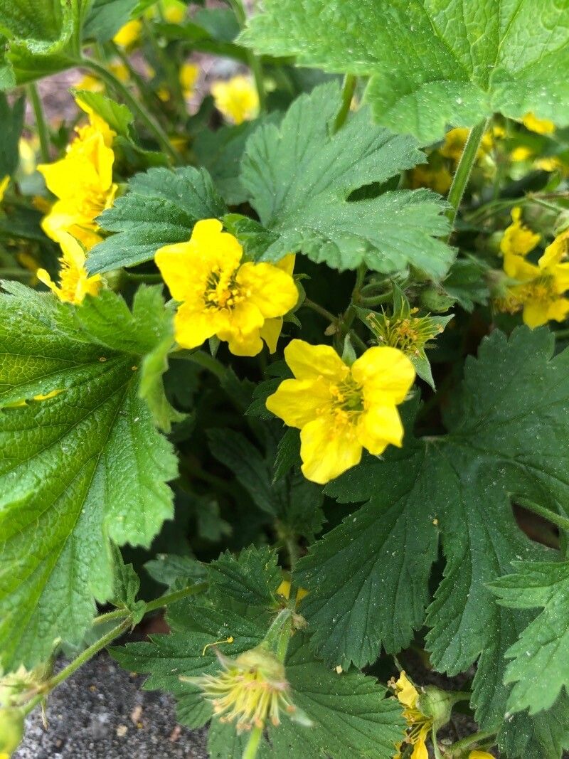Waldsteinia geoides flower