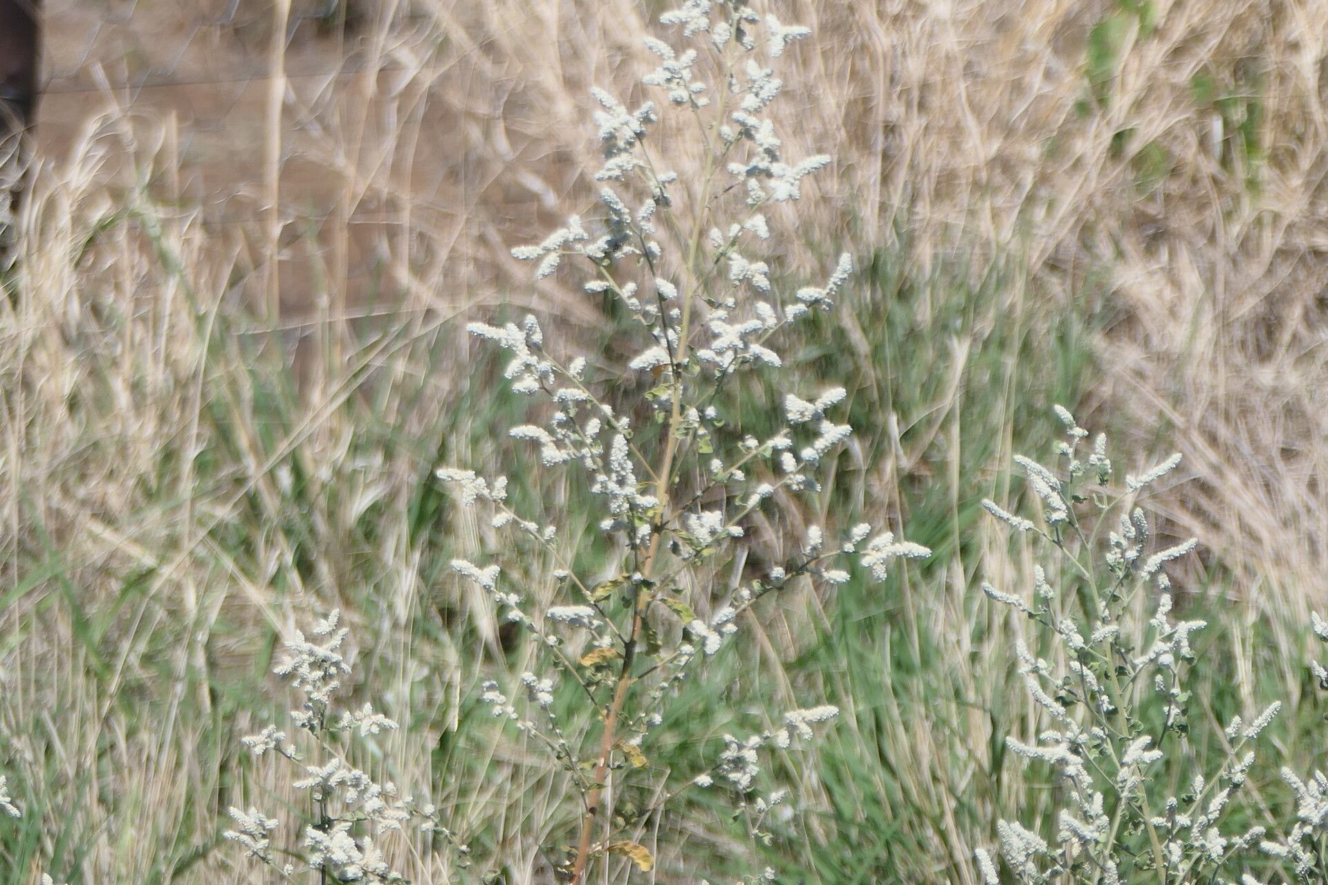 Aerva leucura — related species from the same genus