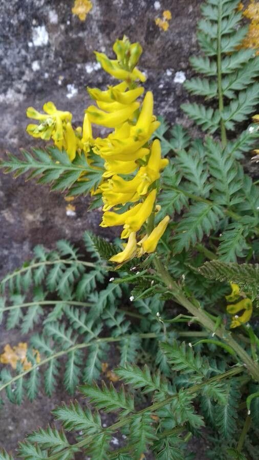 Corydalis cheilanthifolia flower