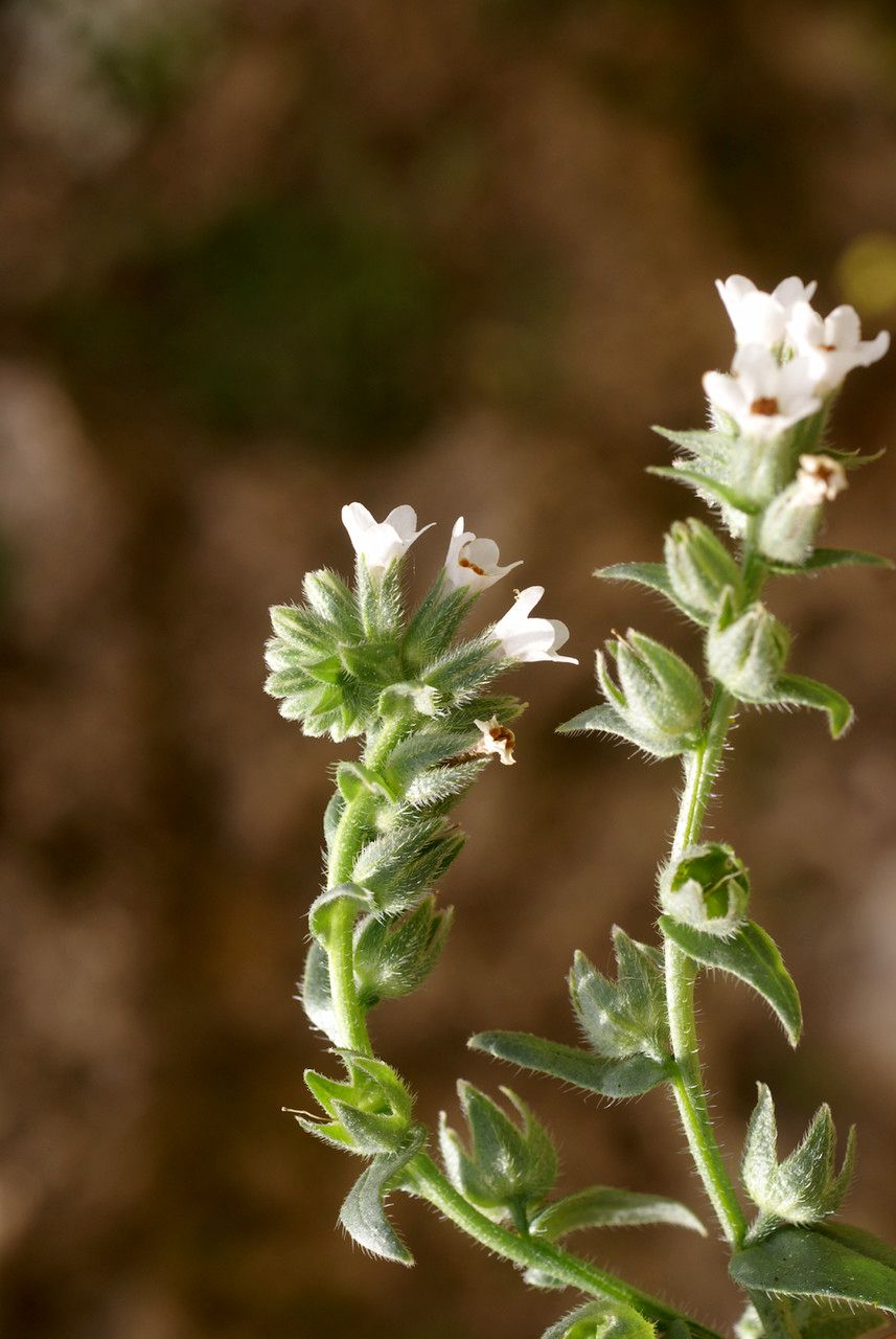 Anchusa atlantica other