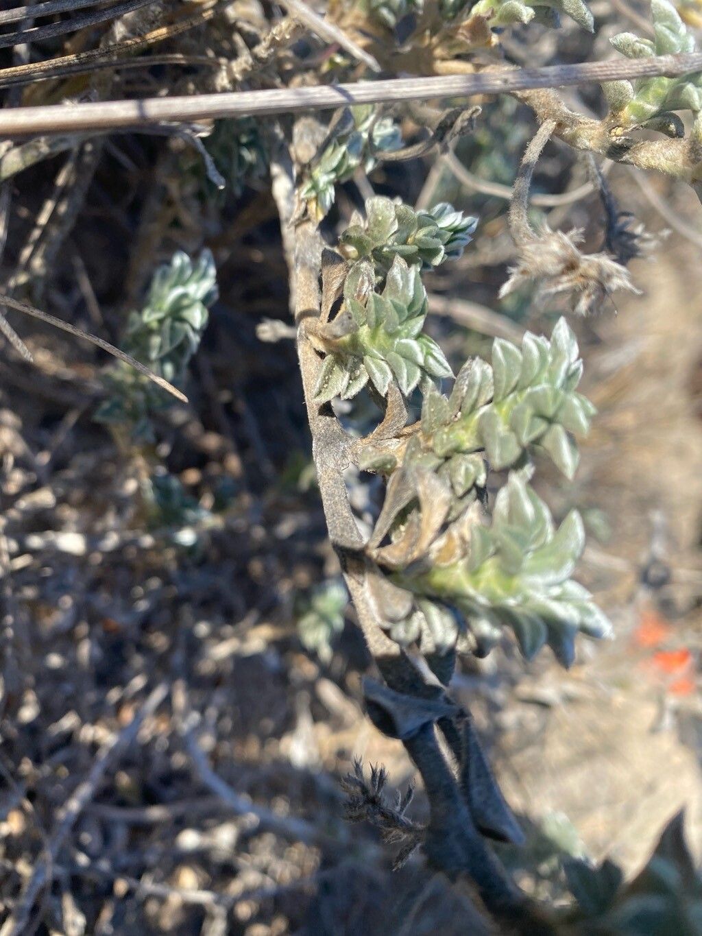 Astragalus trifoliatus bark