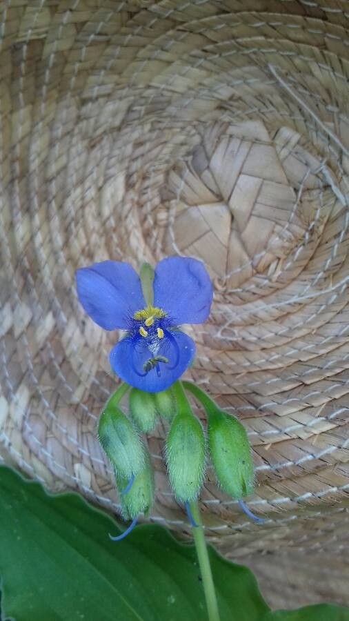 Commelina coelestis flower