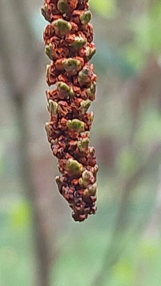 Alnus sieboldiana fruit