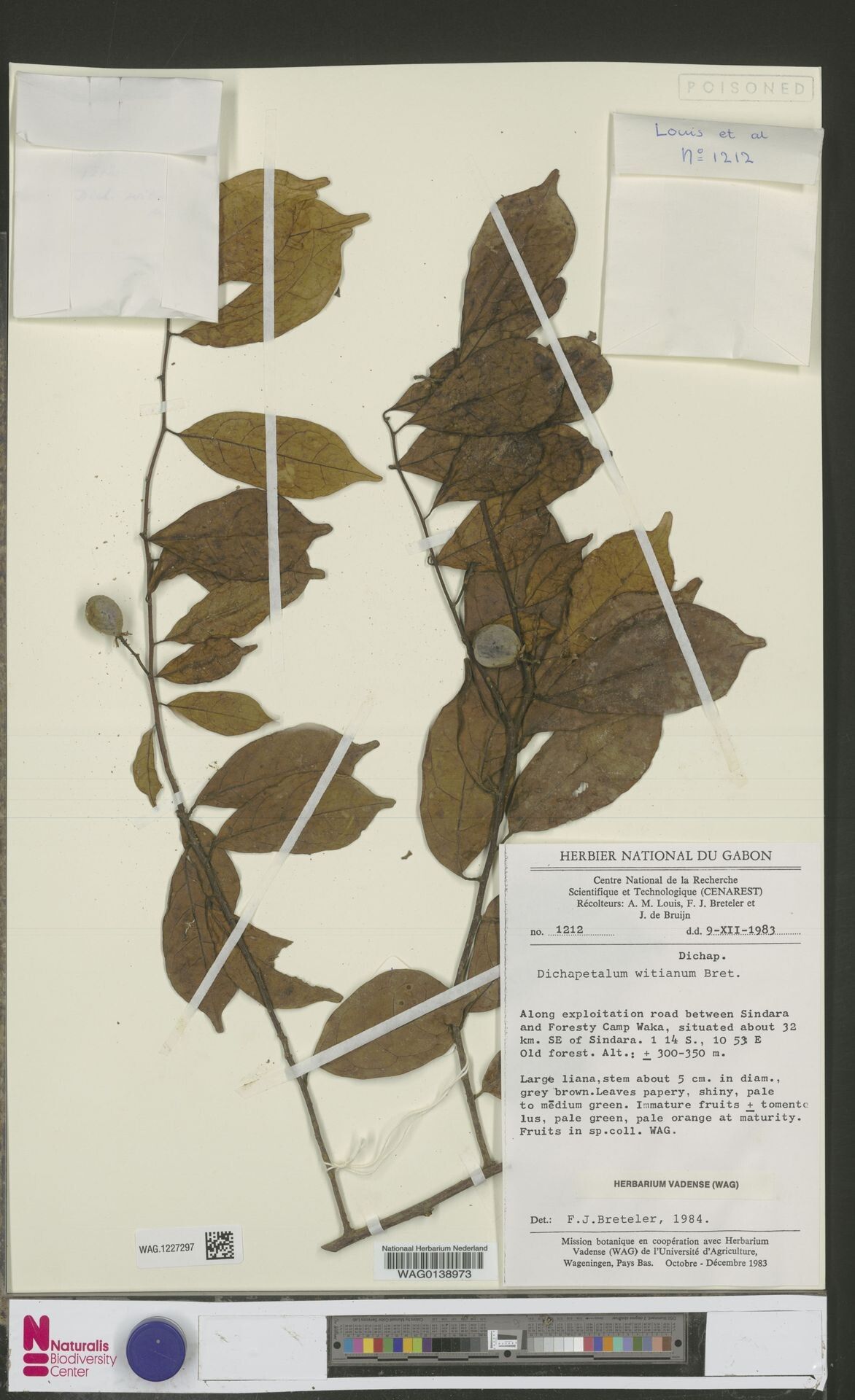 Dichapetalum witianum — houseplant care guide