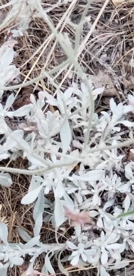 Senecio cineraria bark