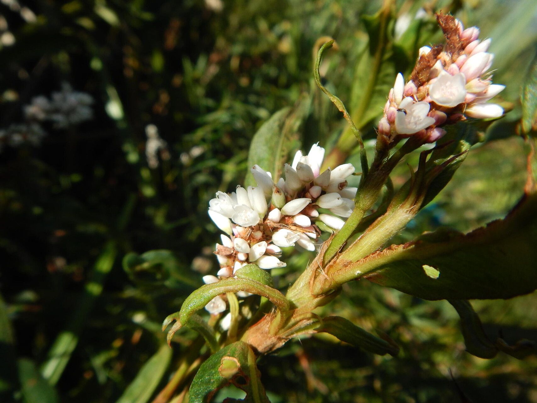 Persicaria madagascariensis — houseplant care guide